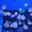 miriのサムネイル