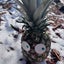 pineapple3sのサムネイル