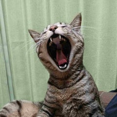 にしJIMのプロフィール