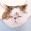 吾輩はにゃんこであるのサムネイル