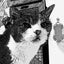 画像 還暦間際の猫好きおっさんのユーザープロフィール画像