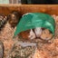 はむたろのサムネイル