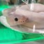 白蛇占いはじめちゃんと下僕のミハルのblogのサムネイル