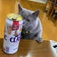 蓮のサムネイル