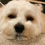 ruriruriのサムネイル