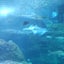 きのこのサムネイル