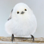 ゴンのサムネイル