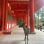 如月のサムネイル