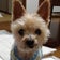 シニア犬とはなえの暮らし