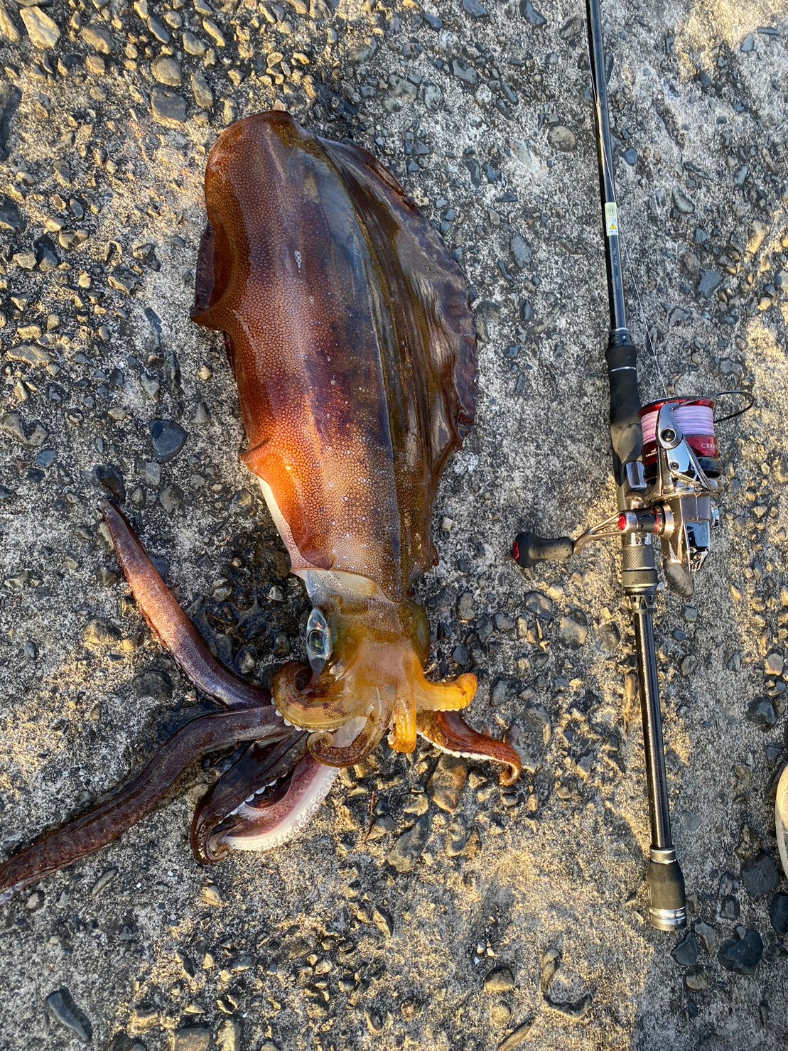 エギゾースト5G 買って損なしのコスパ◎ロッドでした | i