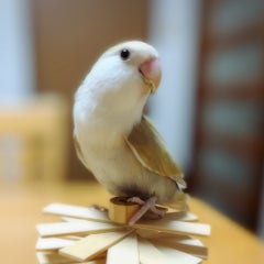 ゆうのプロフィール