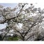 画像 中学受験はじめますのユーザープロフィール画像