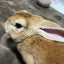 画像 お弁当のユーザープロフィール画像