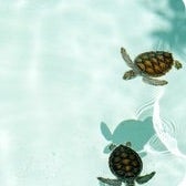 育児の駆け込み寺 <心理学×マインドフルネス𓇽𓈒𓏸>