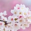 sakura20240601のサムネイル