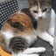 yukorinnのサムネイル