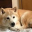 画像 シロウトが、さざなみドラムのユーザープロフィール画像