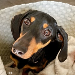イザベラとまぐのプロフィール