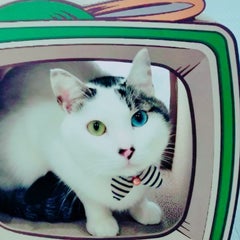 猫に学ぶ日々♡還暦過ぎて保護猫活動に目覚めた一葉ママのプロフィール