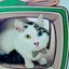 猫に学ぶ日々♡還暦過ぎて保護猫活動に目覚めた一葉ママのサムネイル