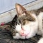 ラッキー！ねこさんのサムネイル