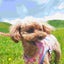 愛犬マリンの思い出日記のサムネイル