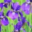 菖蒲（あやめ）のサムネイル