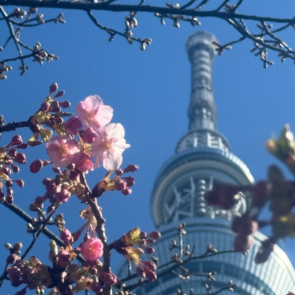 sakura 