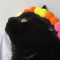 たまのプロフィール