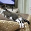 チイケロのサムネイル