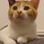 Richiのサムネイル