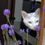 ほたてのサムネイル