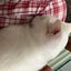 るるせらのサムネイル