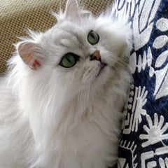 翆青のプロフィール