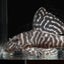 三河の猪突のサムネイル