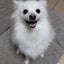 ポメ好きまあかのサムネイル