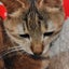 あこのサムネイル