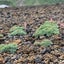 村人Aのサムネイル