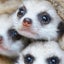 ゆずのサムネイル
