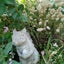 とくましおりのサムネイル