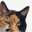 三毛猫探偵のサムネイル