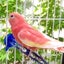 画像 〜いろとりどりのはね〜  サザナミインコとアキクサインコのユーザープロフィール画像
