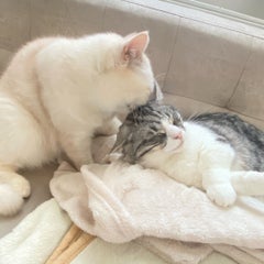 pinoaのプロフィール
