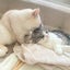 画像 pinoa（主婦）の日常・愛猫ブログのユーザープロフィール画像