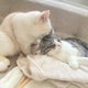 pinoaのおすすめのサムネイル