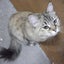 ゆきのサムネイル