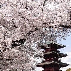 横澤史穂のプロフィール
