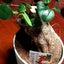 beleclatのサムネイル