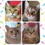 画像 henohenoにゃんずと、まったり生活のユーザープロフィール画像