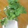飯田サチコのプロフィール